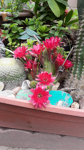 Norwalk Upholstery Cleaning