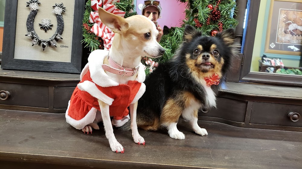 Todo sobre el perro: cuidados, salud y entrenamiento - Guía completa para amantes de los perros